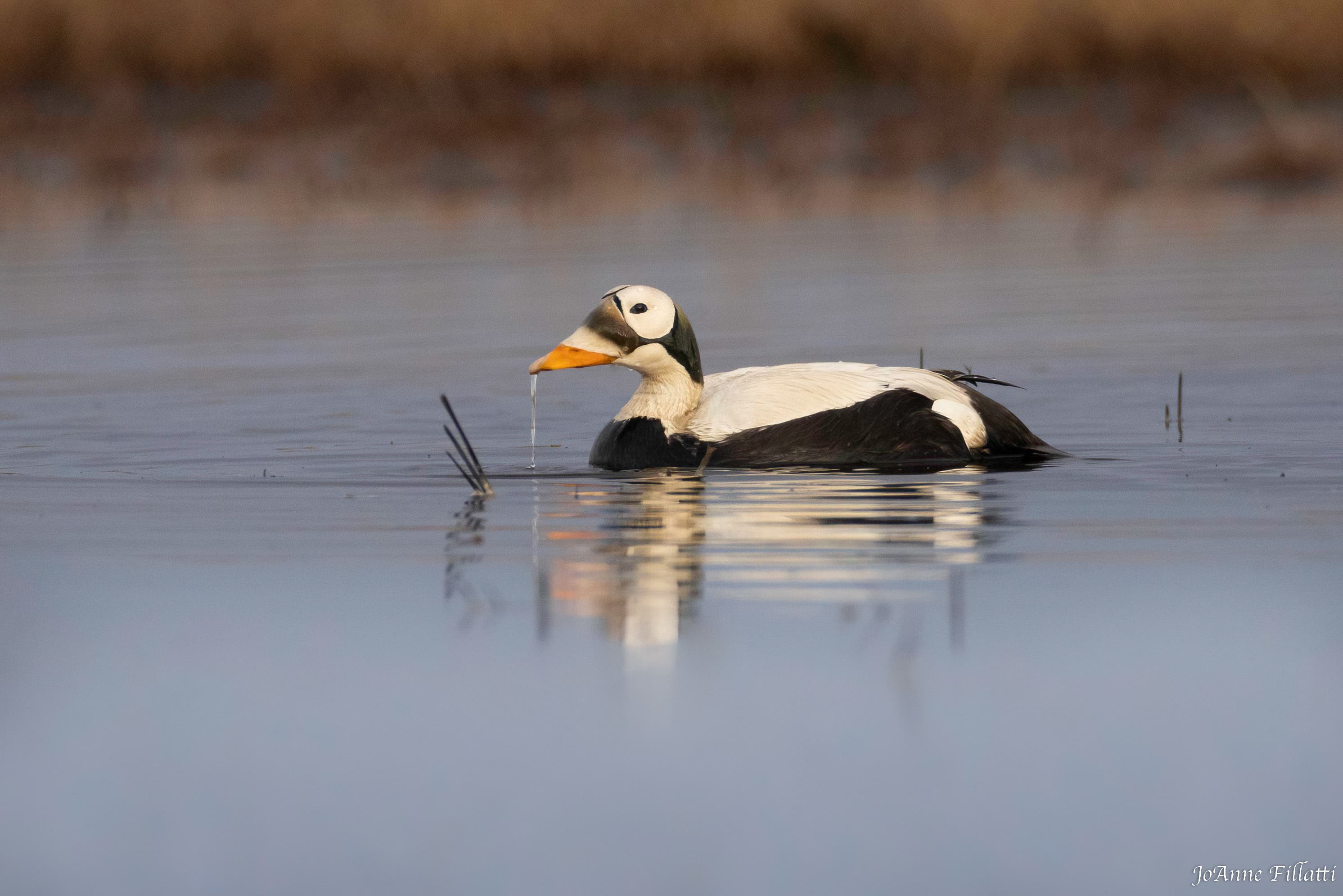 bird of Utqiagvik image 9